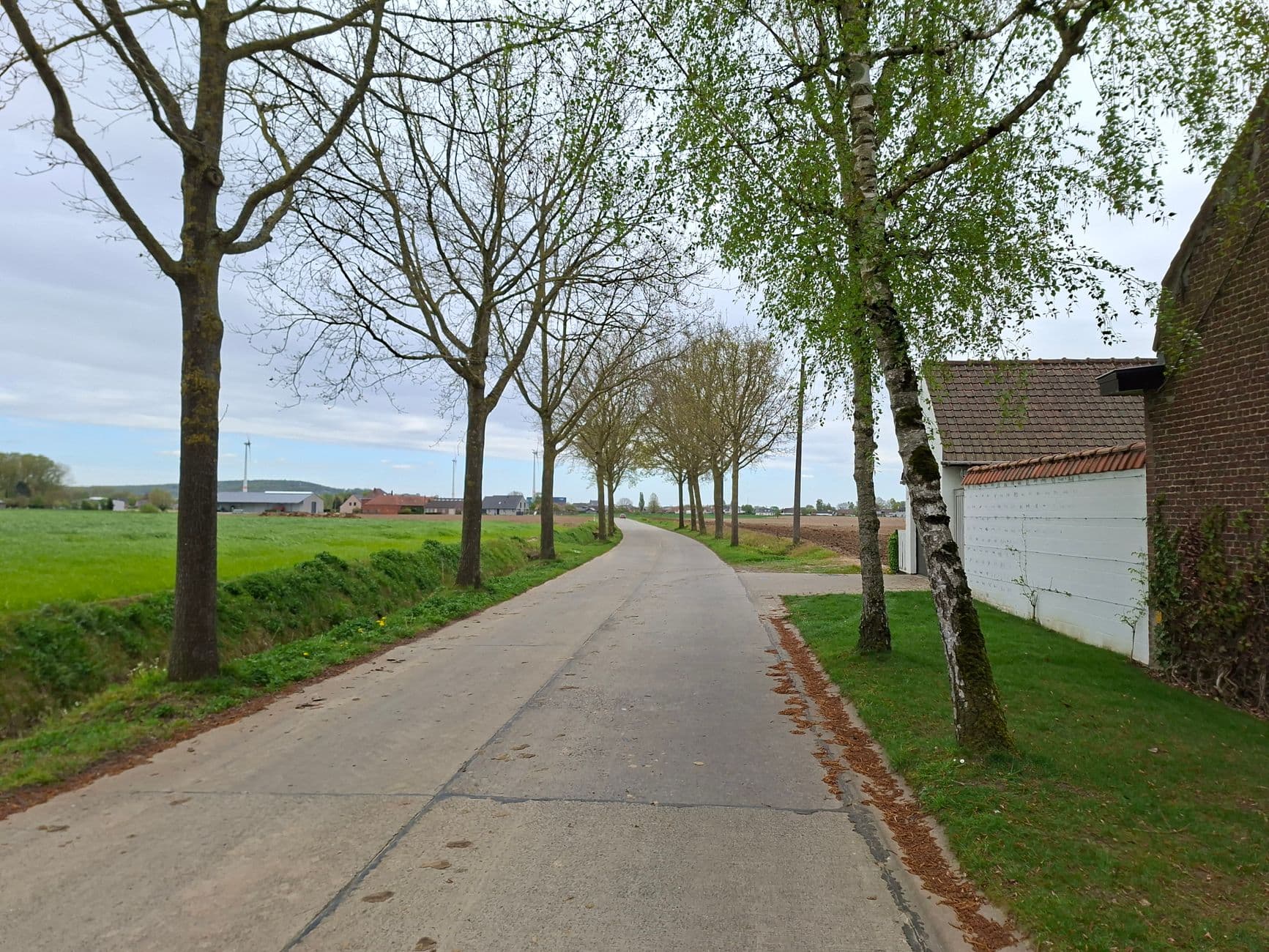 Serene countryside road with trees and adjacent farmlands on a quiet day in spring.